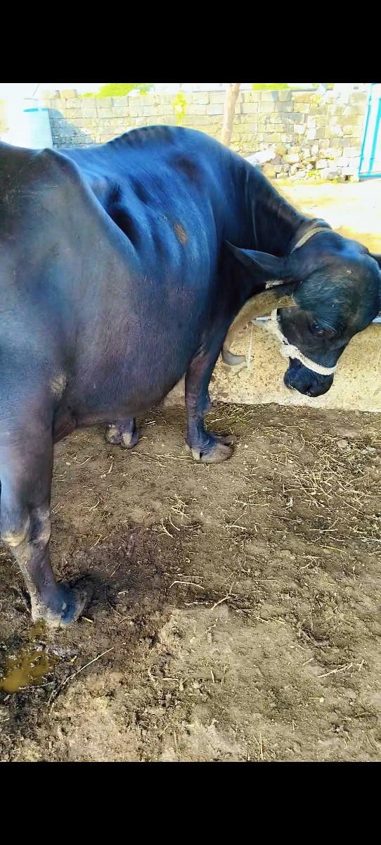 ભેંસ વેચવાની છે