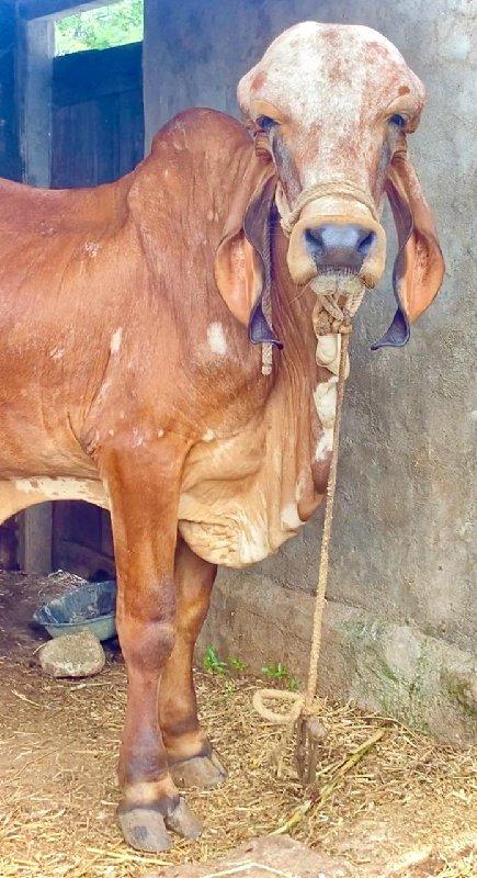 થંબનેલ 2