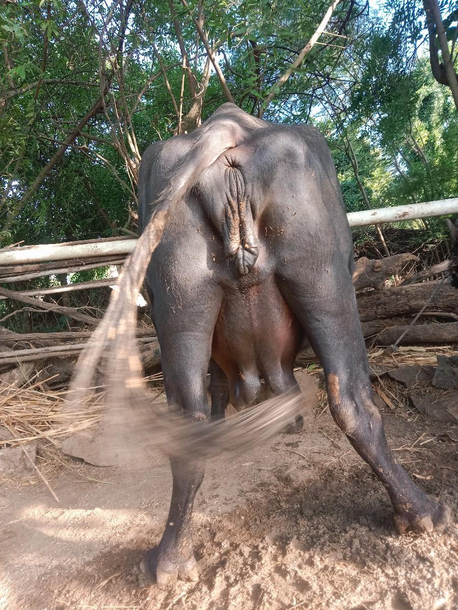 થંબનેલ 3