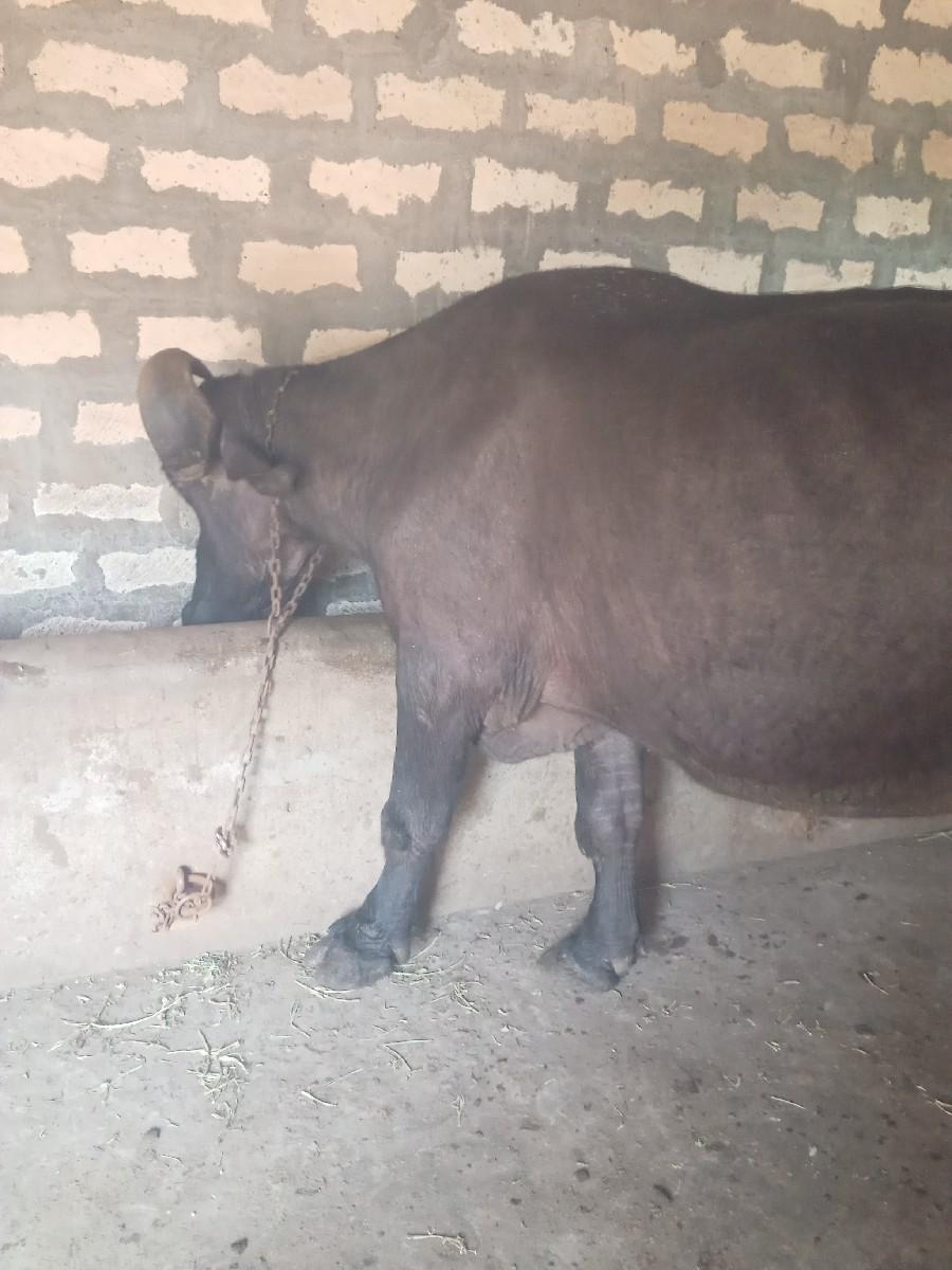 થંબનેલ 2