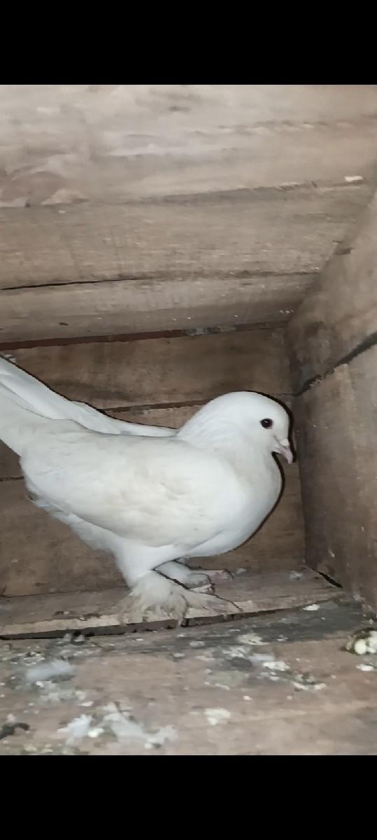 કબુતર વેચવાના છે