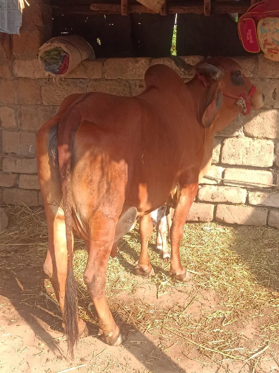 થંબનેલ 3