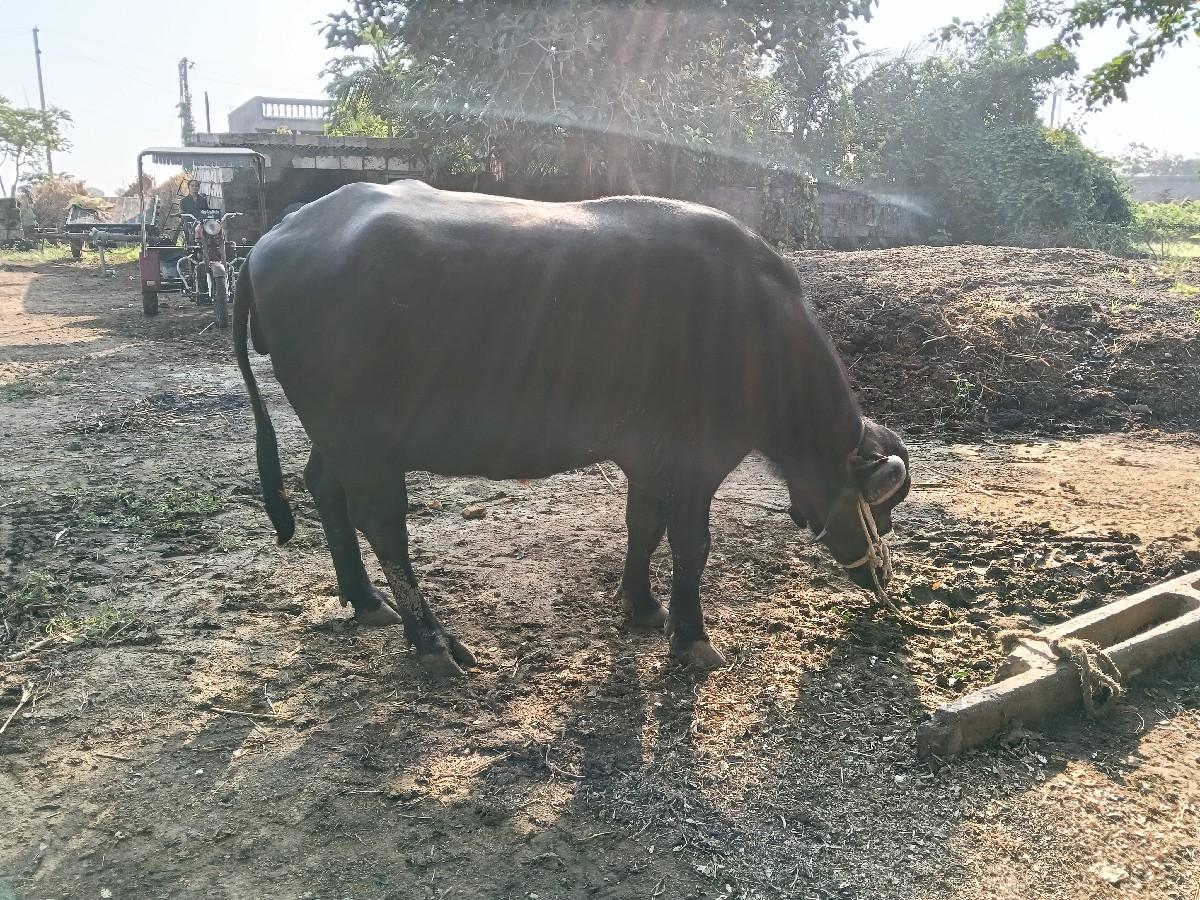 થંબનેલ 2