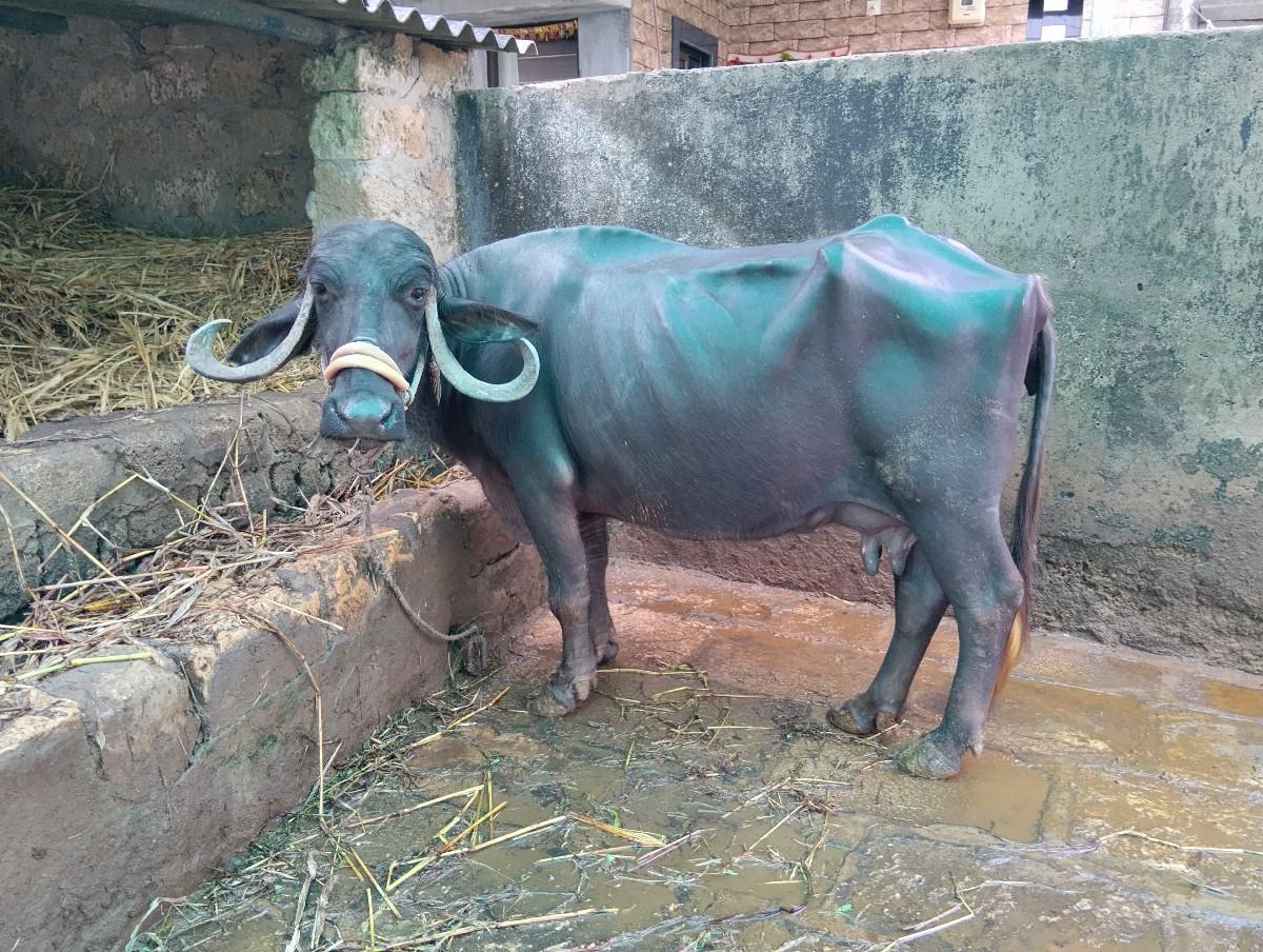 ભેંસ વેચવાની છે...