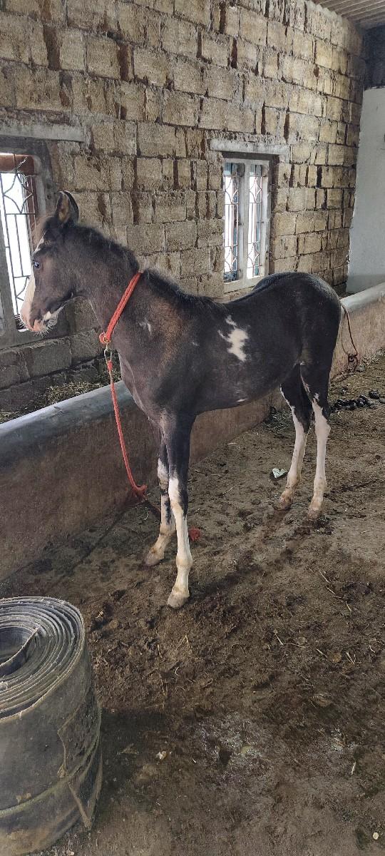 થંબનેલ 2