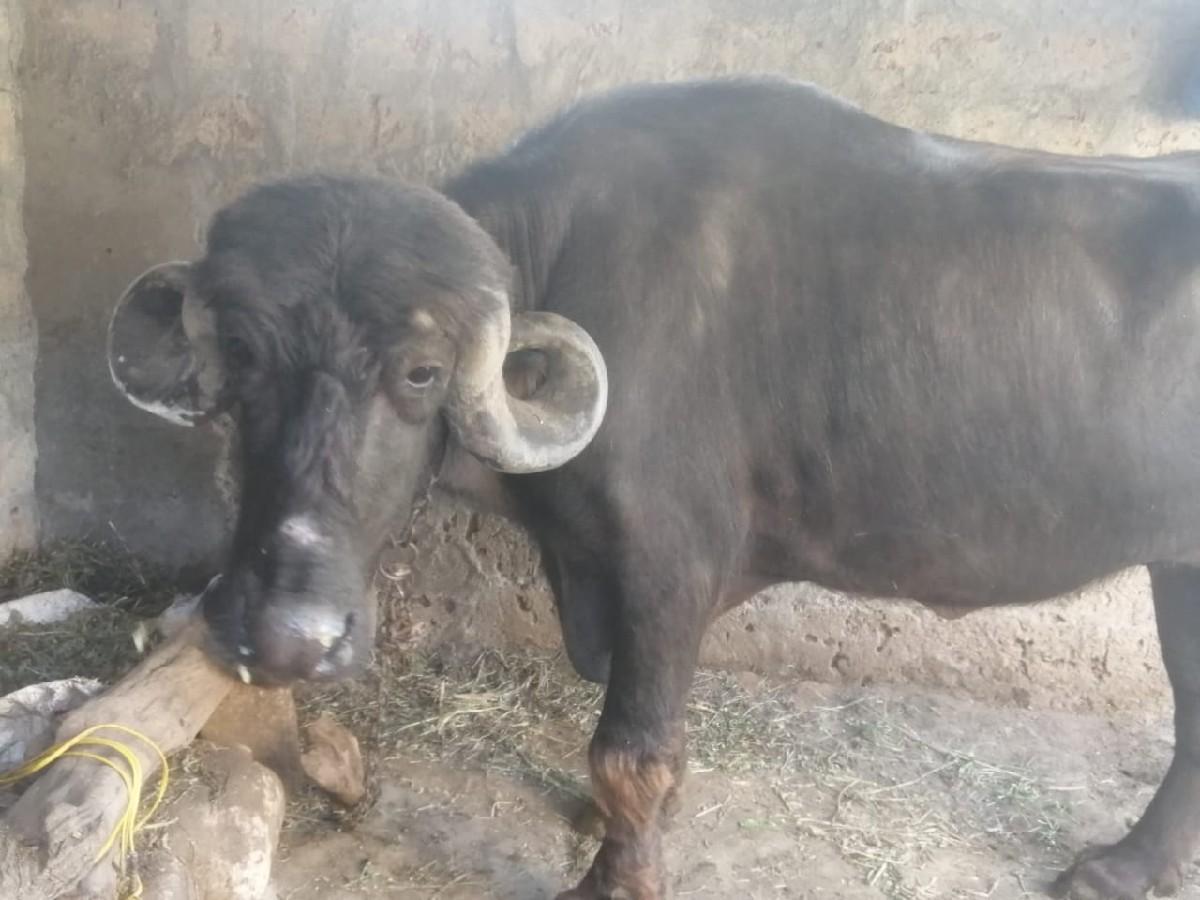 અમિત રાઠોડ