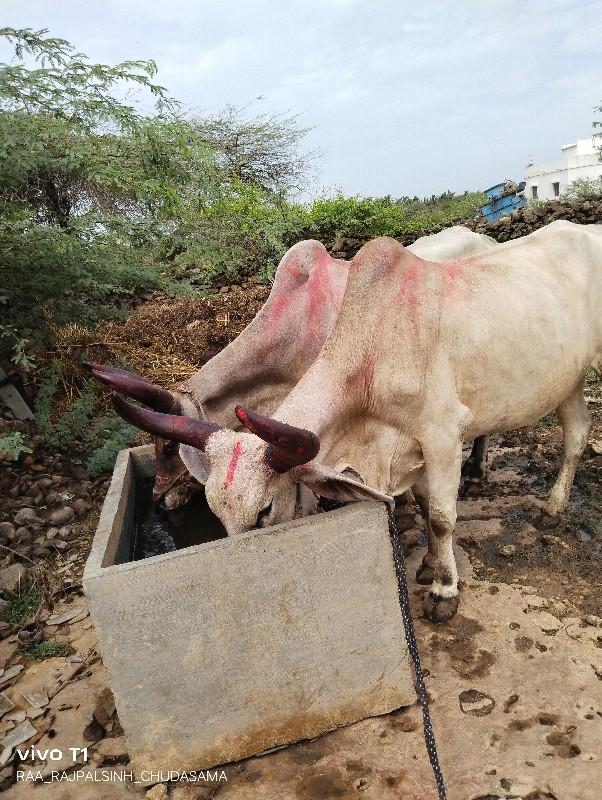 બળદ વેચવા ના છે