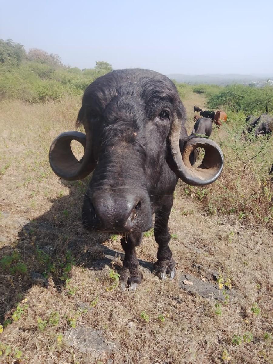 આ ભેંસ ના હાટા કરવા ના છે