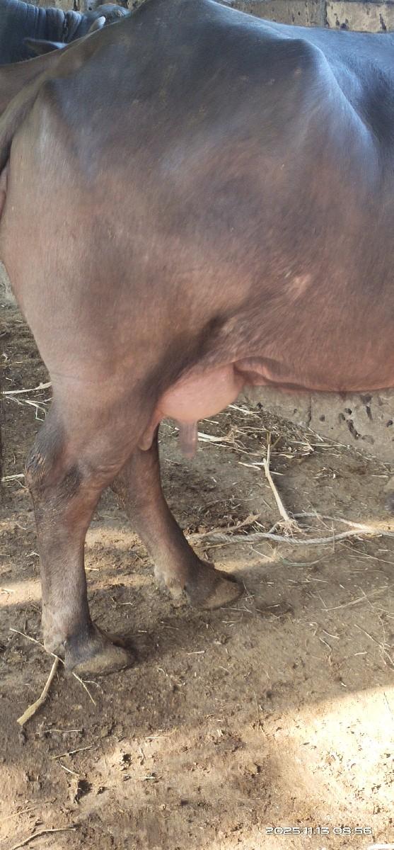 થંબનેલ 2