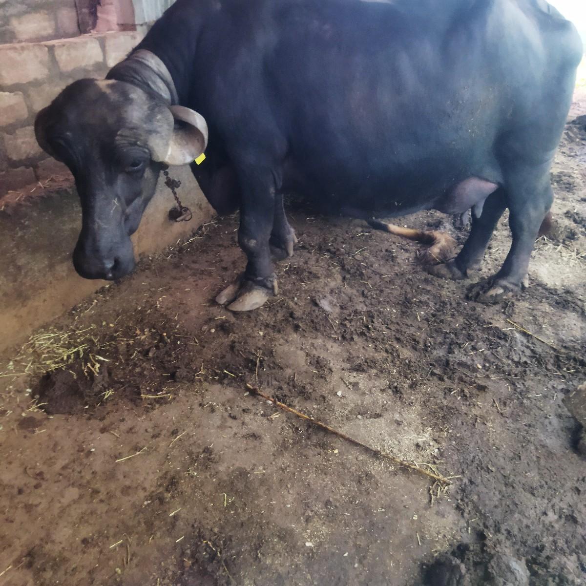 થંબનેલ 2