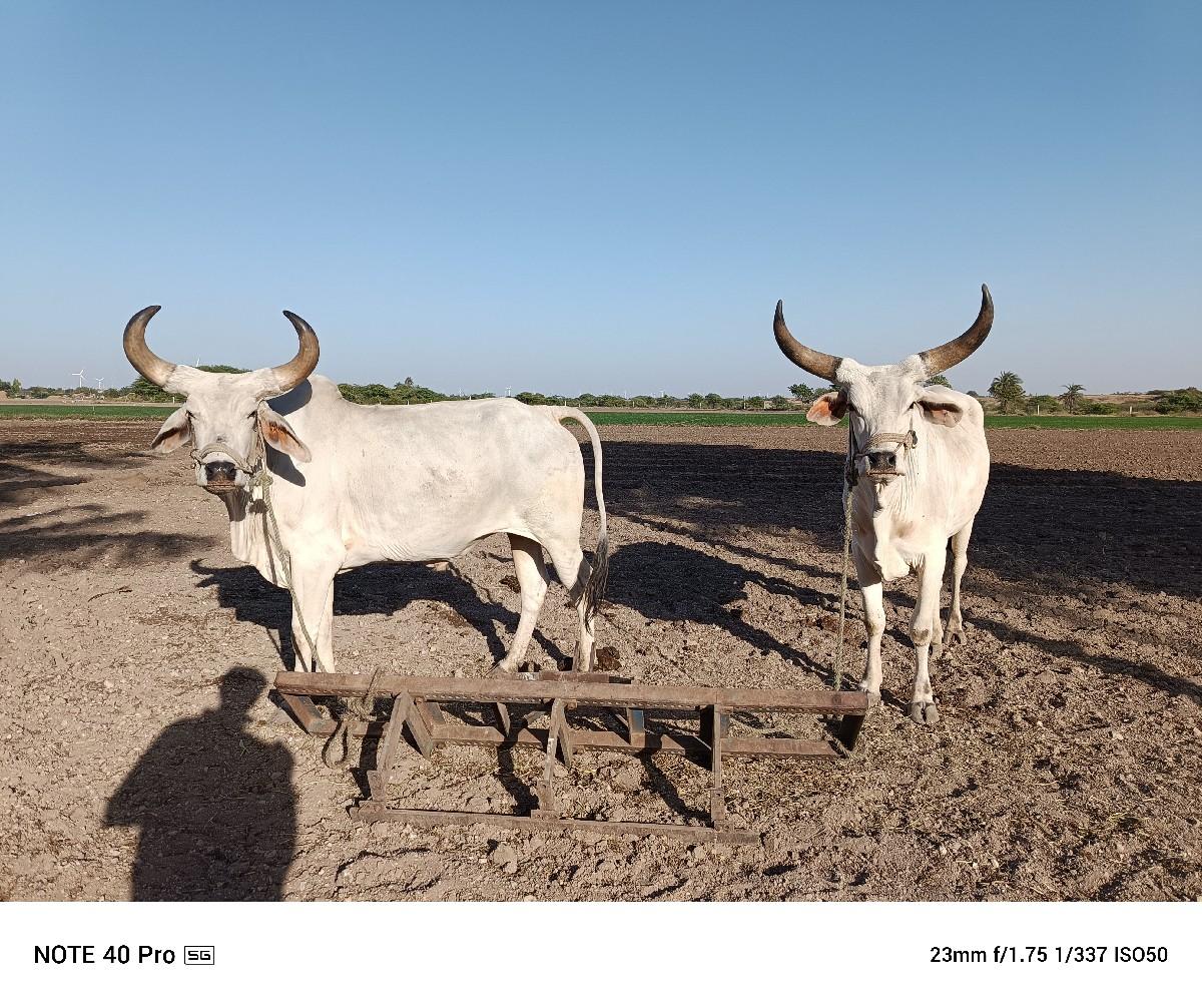 એક વાવણી હાકલ