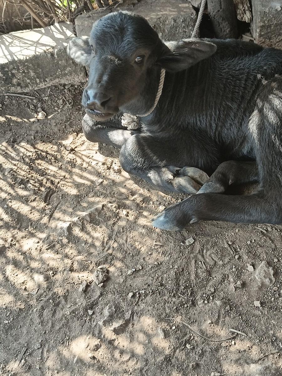 થંબનેલ 3