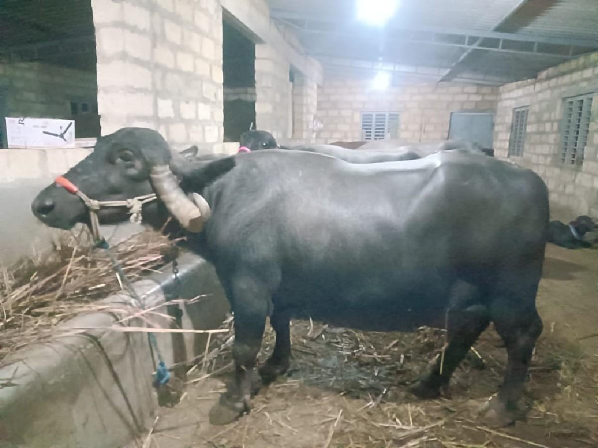 ભેંશ વેચવાની છે