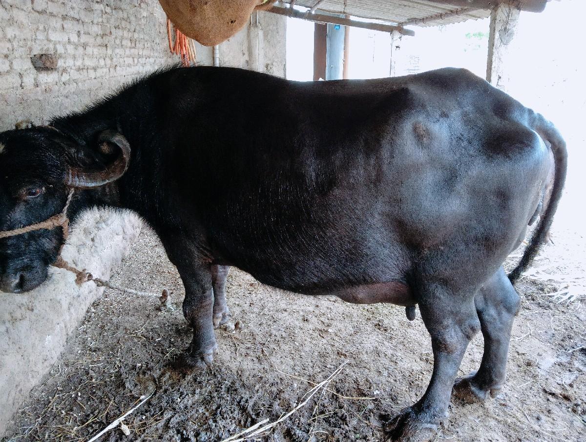 થંબનેલ 3