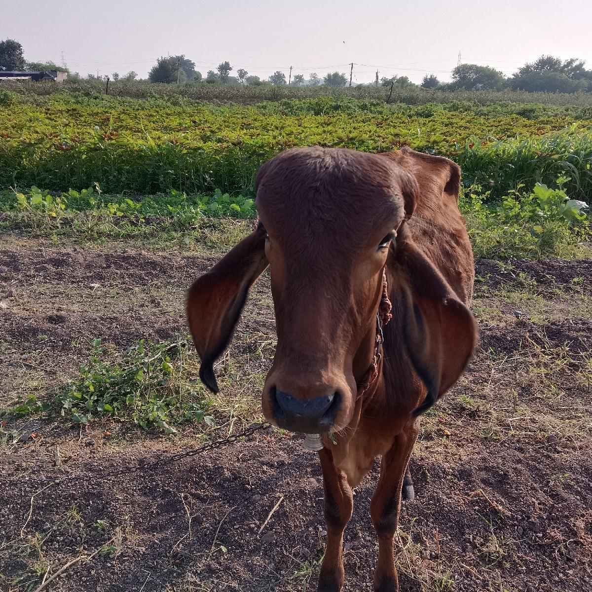 ઓડકી વેચવાની છે