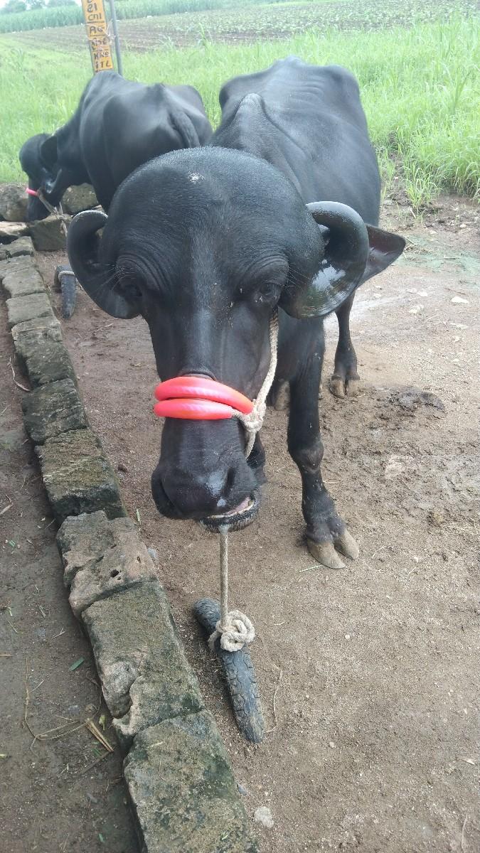 ખળેલી વેચવાની છે