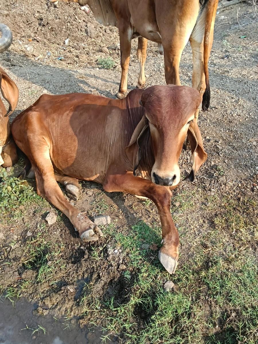 થંબનેલ 3