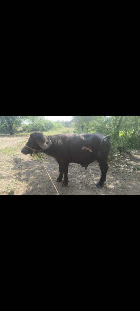 થંબનેલ 2