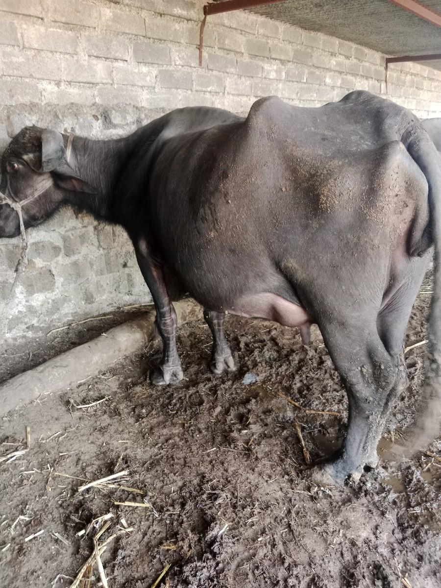 થંબનેલ 3