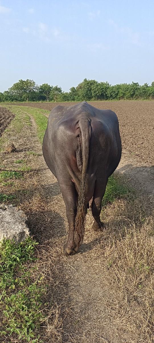 ભેંશ વેચવા ની છે