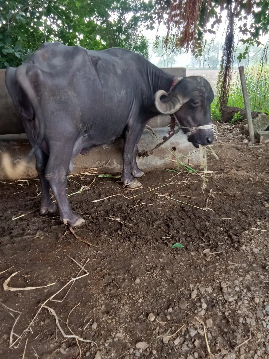 ખડૅલી બીજું વૅતર