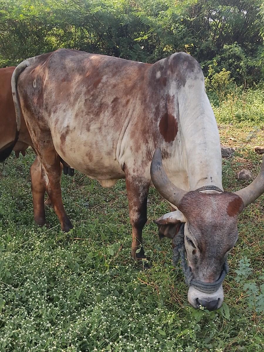 थंबनेल 2