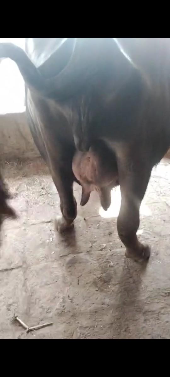 થંબનેલ 3