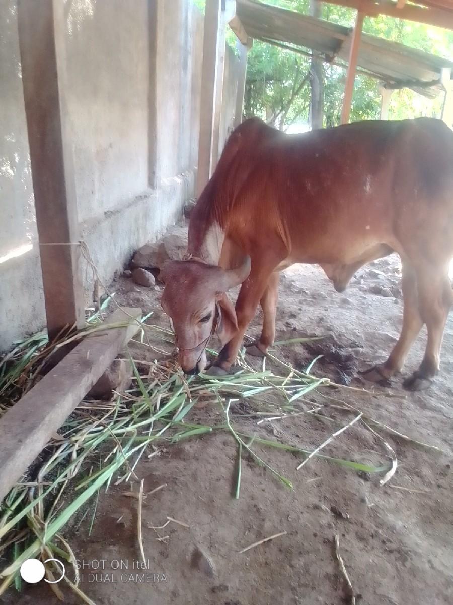 થંબનેલ 2