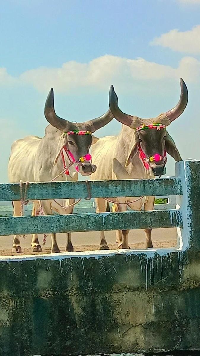 થંબનેલ 2