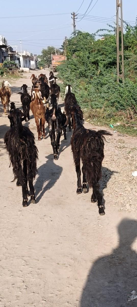 થંબનેલ 2