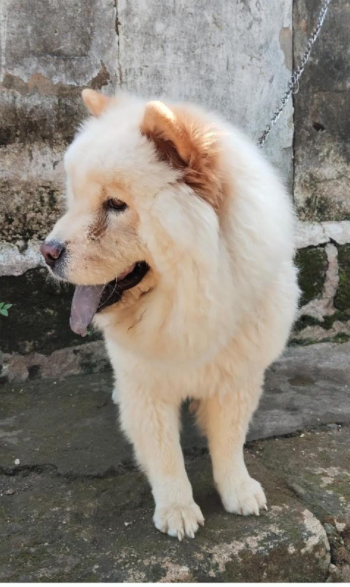 વેચવા nu chow chow femal