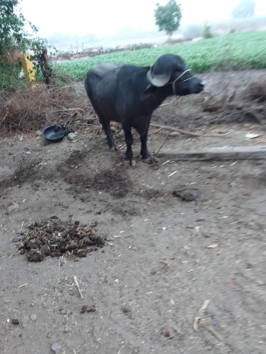 થંબનેલ 3