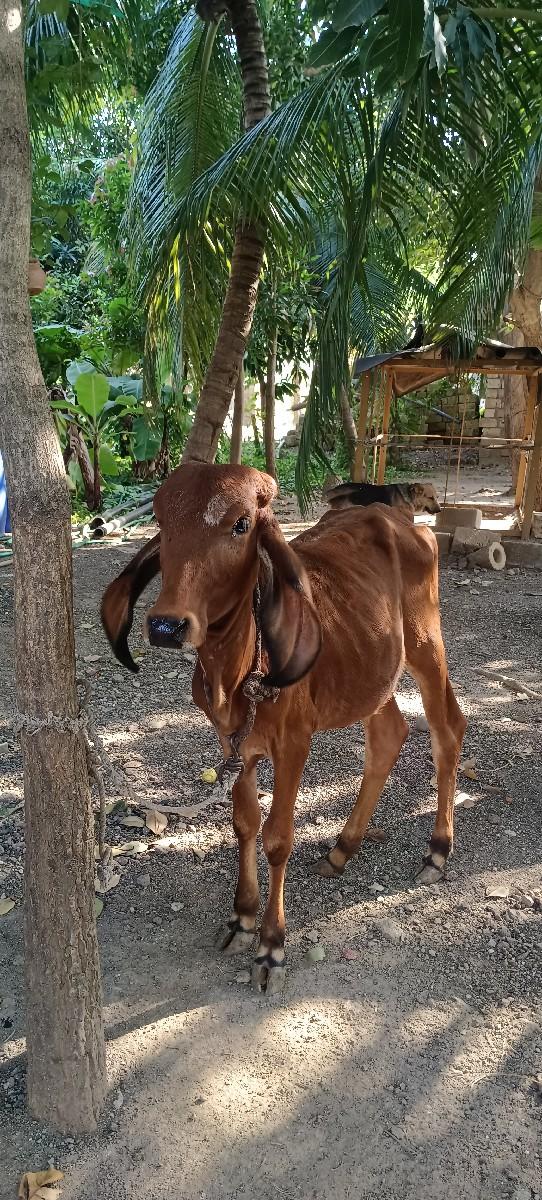 પરવા માટે આપવાની મફત વાસડી આપવાની