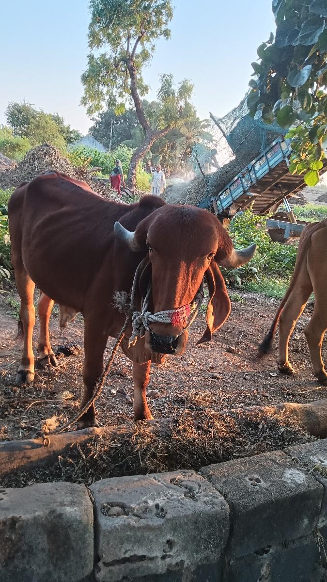 થંબનેલ 3