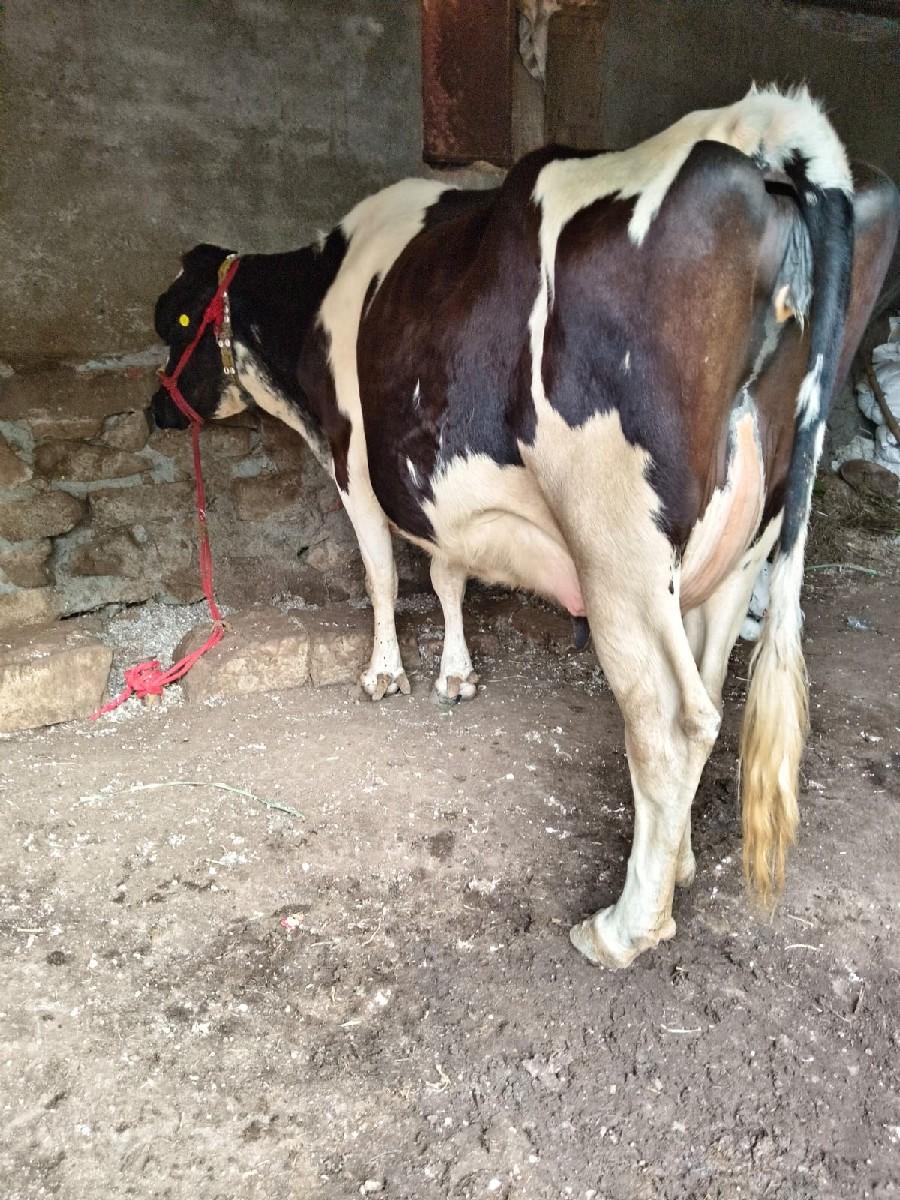 થંબનેલ 3