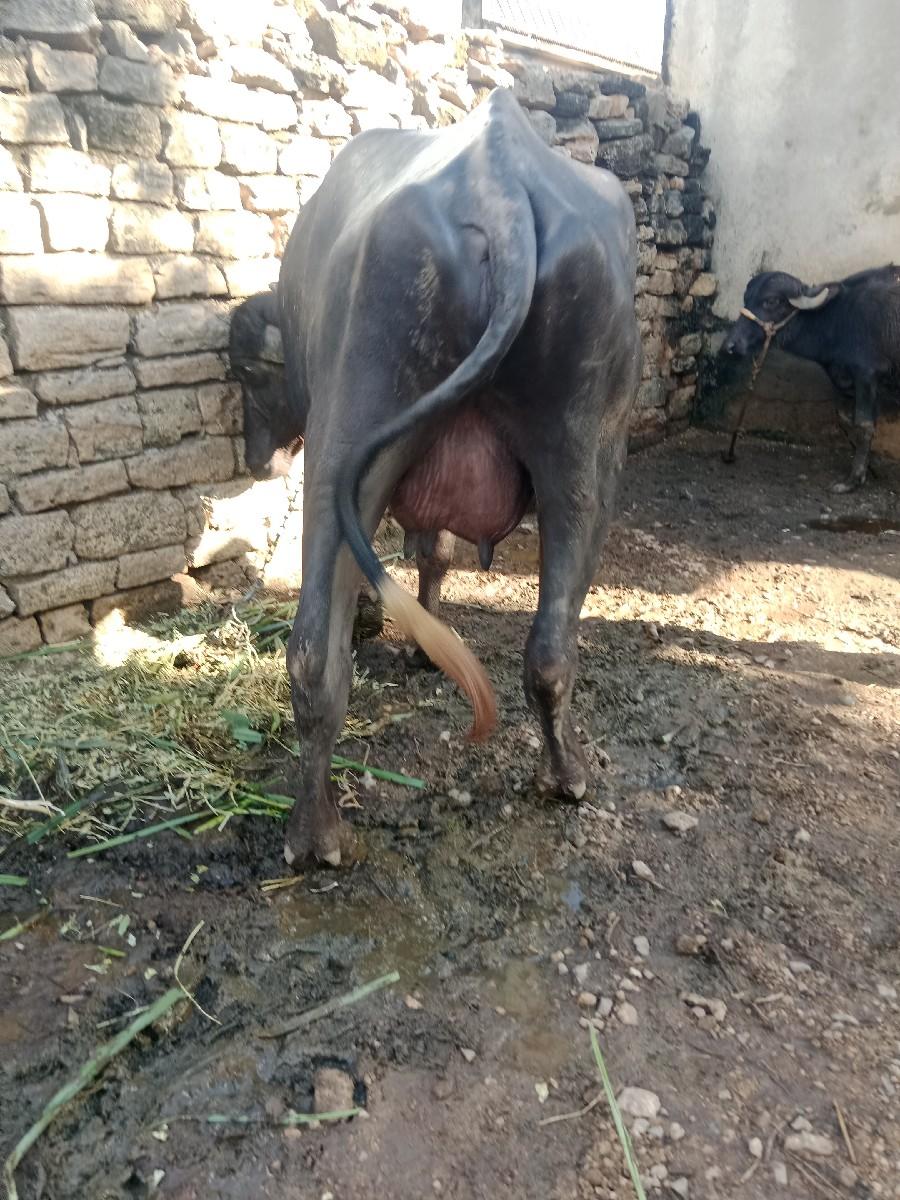 થંબનેલ 2