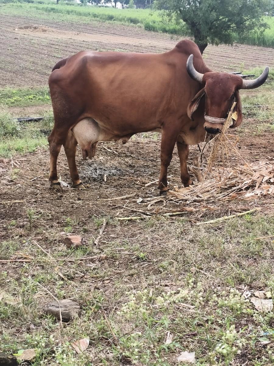 3 vetar 10 dini viyal