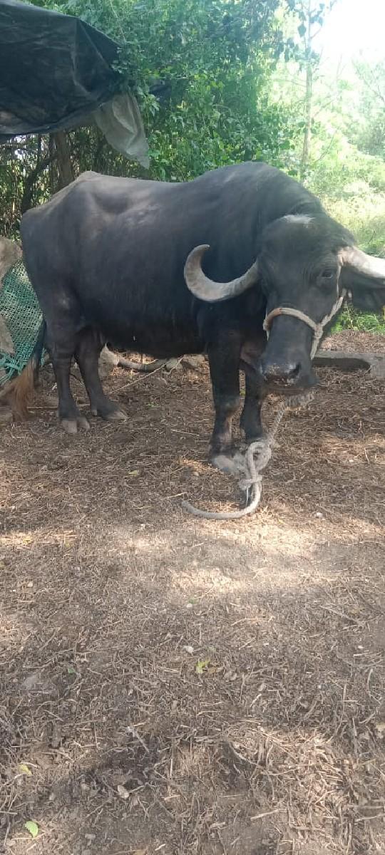 थंबनेल 3