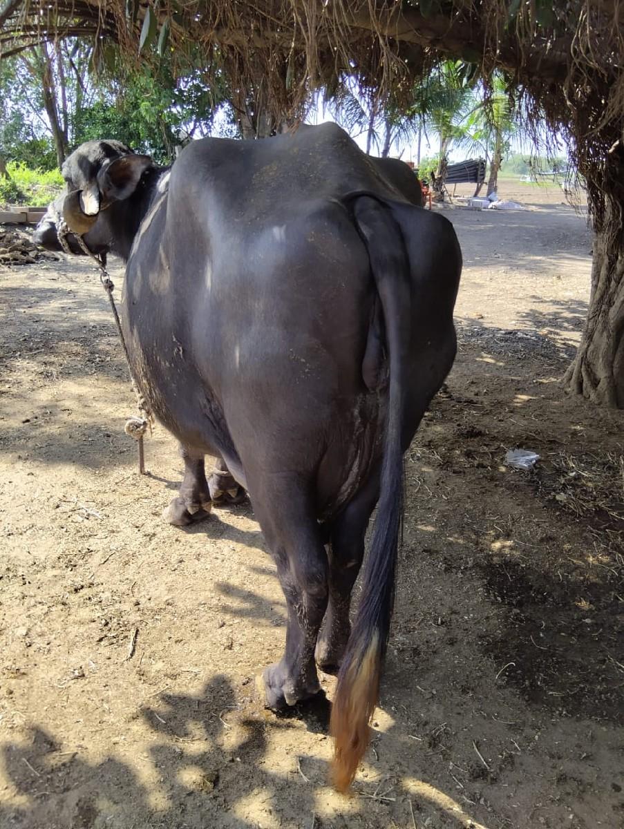 થંબનેલ 2