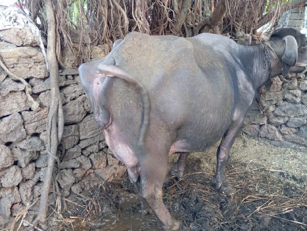 આ ભેંસ વેચવાની છે