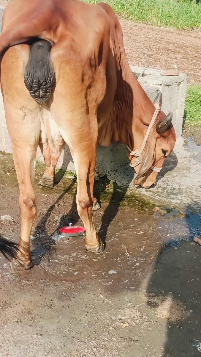 થંબનેલ 6