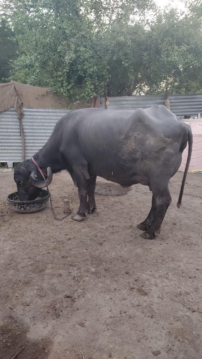 થંબનેલ 2