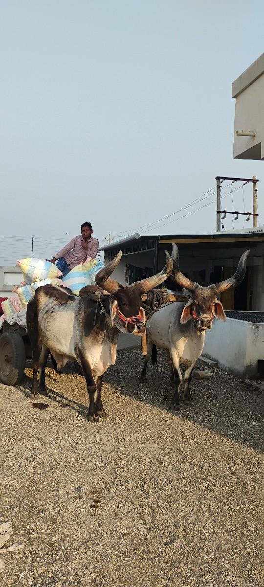 थंबनेल 3