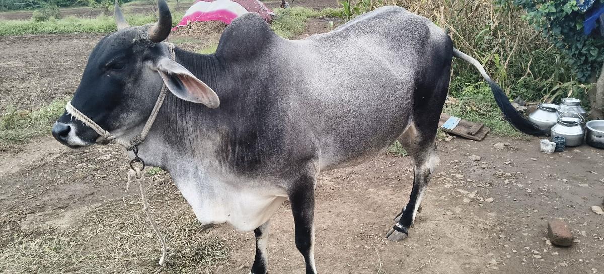 15 દી માં ગાય વ્યાસે