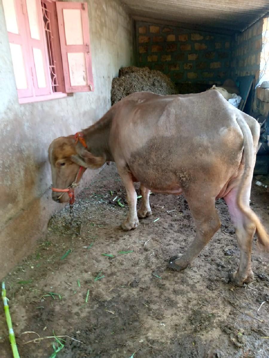 થંબનેલ 3