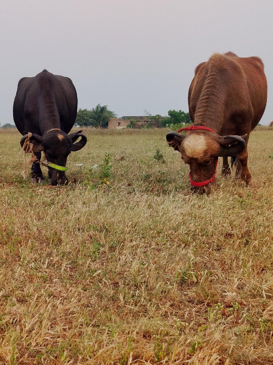 ભેસુ વેચવાની છે