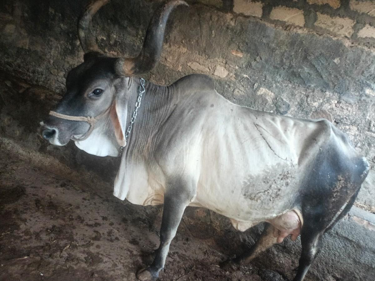 થંબનેલ 2