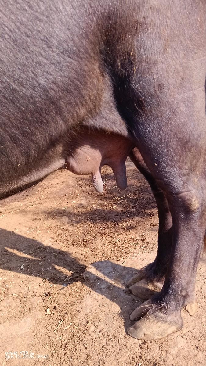 થંબનેલ 3