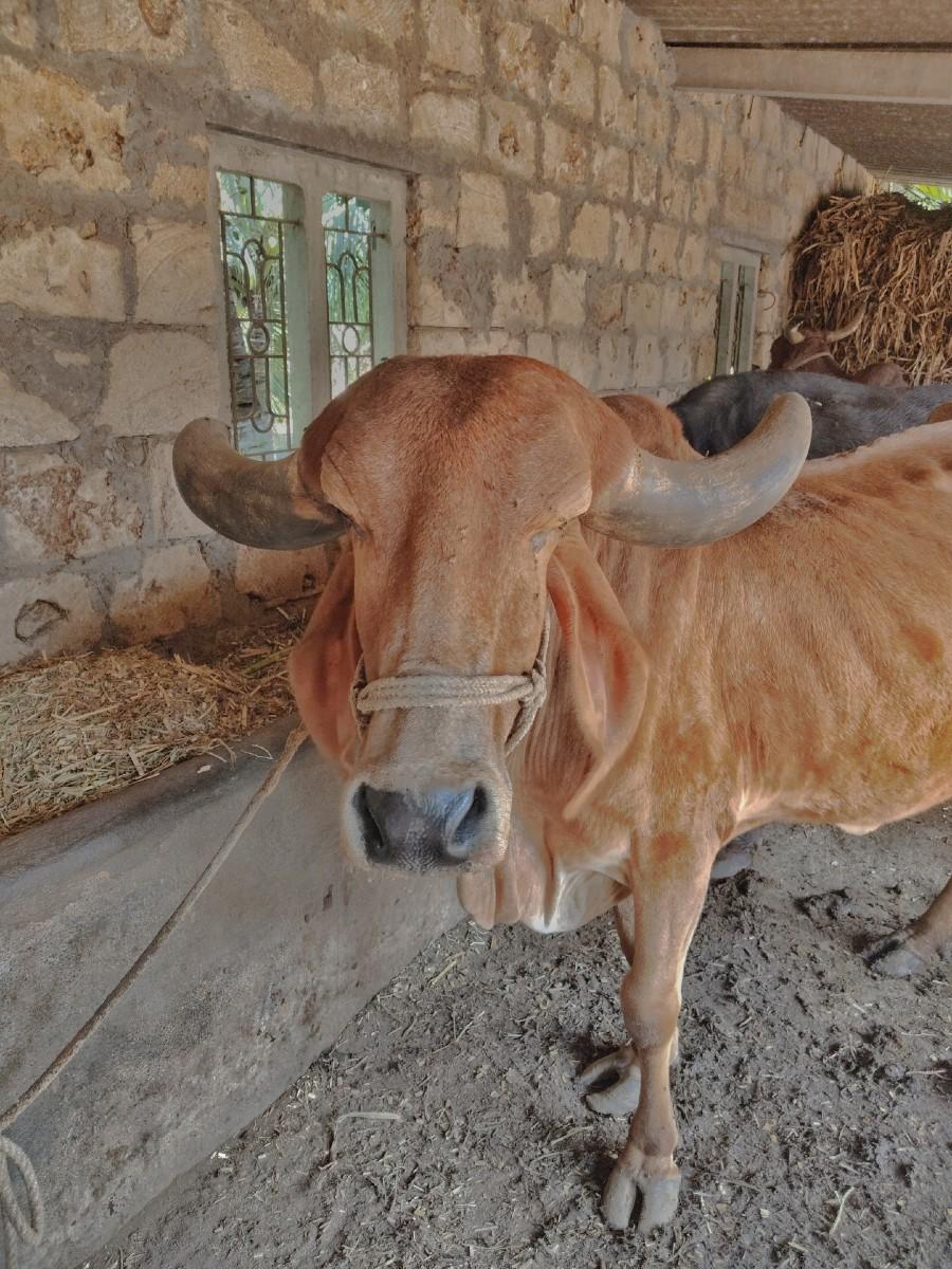 ગાય વેચવાની છે