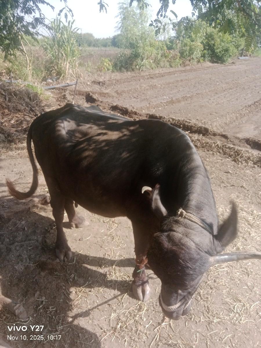 ભેસ વેચવાની છે 4 વેતર છે